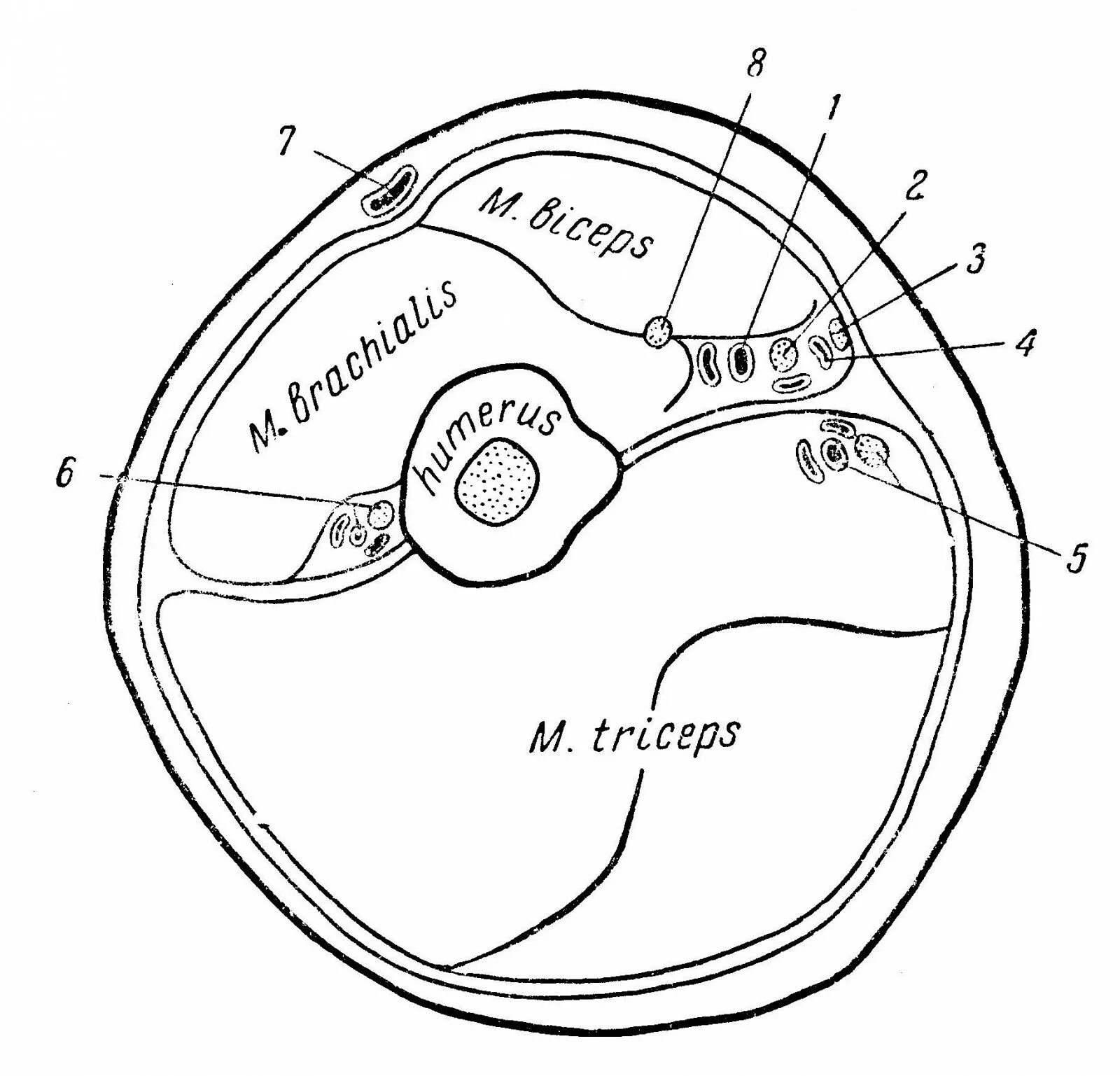 Срез плеча. Поперечный распил плеча в верхней трети. Срез плеча. Поперечный срез плеча верхняя треть. Поперечные распилы плеча топографическая анатомия.