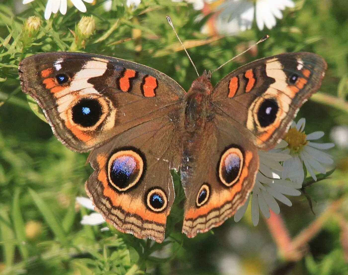 Название самых красивых бабочек. Бабочка Мономах. Бабочка Королек. Common Buckeye бабочка. Редкие виды бабочек.