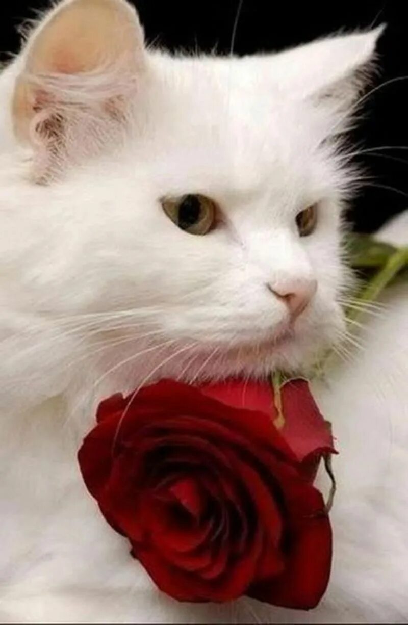 Кошка белая красная. Милые котики. Сибирская ангорская кошка белая. Турецкая ангорская кошка. Белый пушистый котенок.