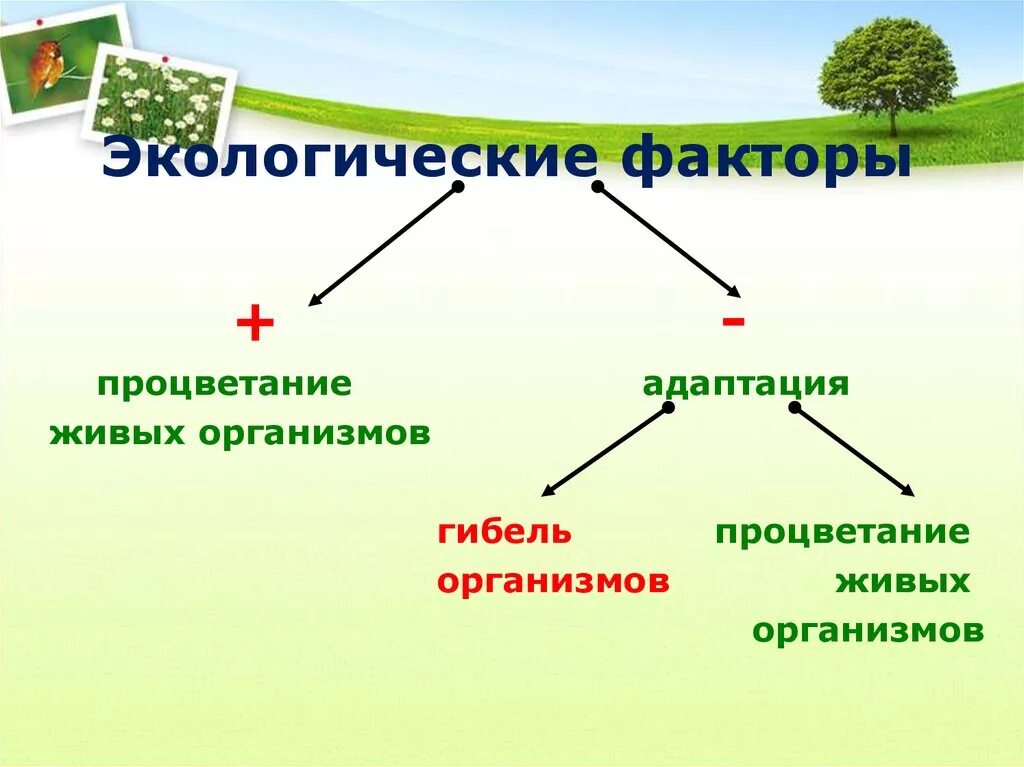 Разнообразие экологических факторов