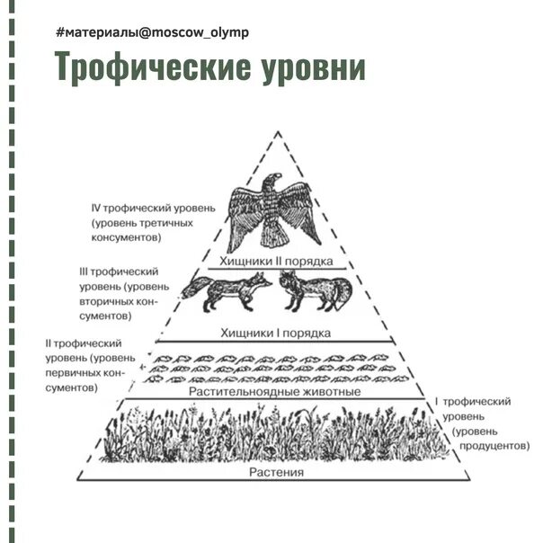 Количество трофических уровней в пищевой цепи. Трофические уровни экосистемы. Трофические уровни экологических систем. Трофические уровни экосистемы схема. Трофический уровень экологической пирамиды.