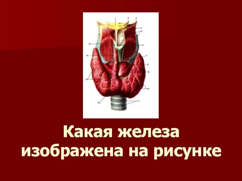 Какая эндокринная железа изображена на рисунке. Какая железа изображена на рисунке. Какие железы. Железа вырабатывающая тироксин. Железа вырабатывающая гормон тироксин рисунок.