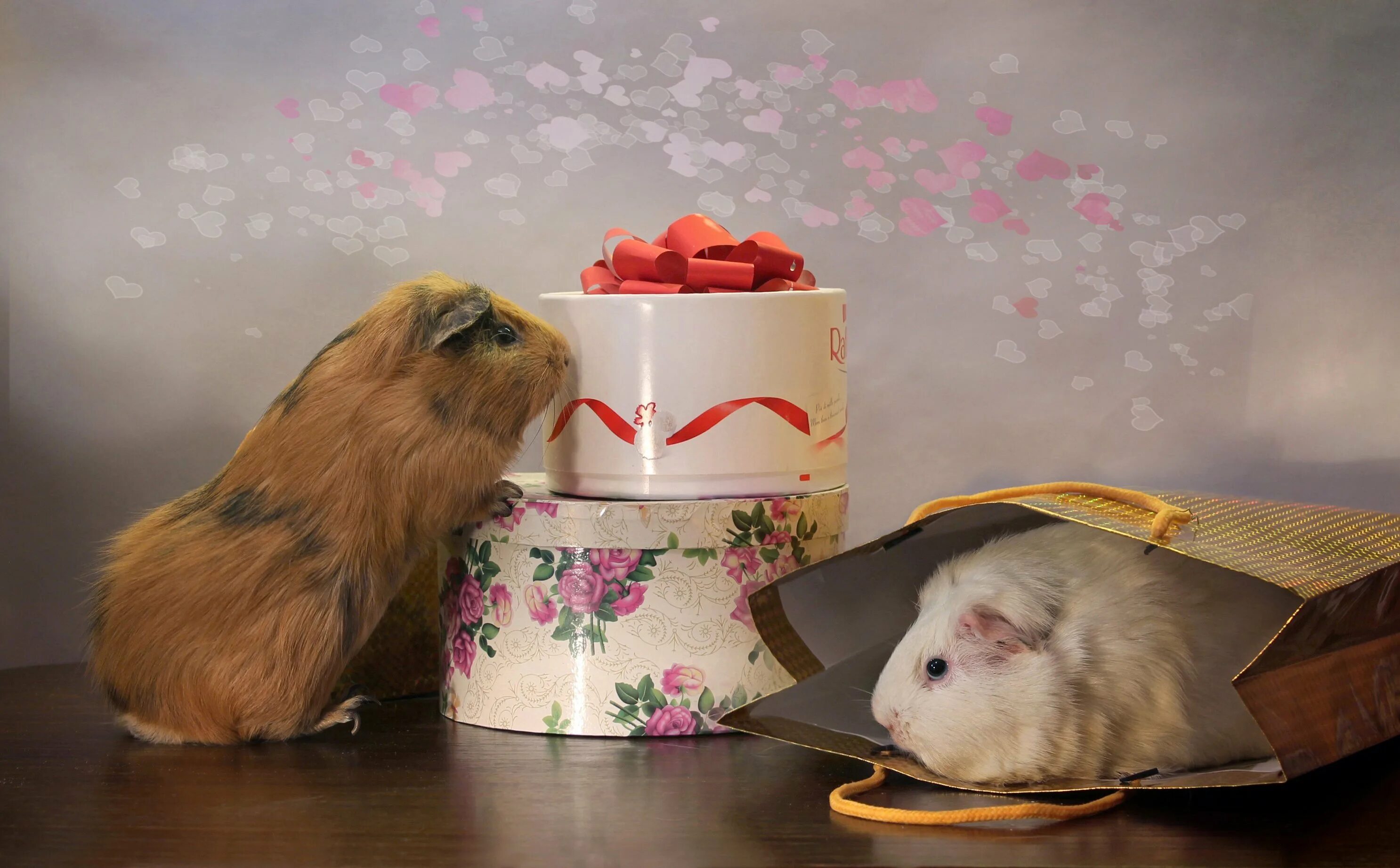 Хомяк полевой обыкновенный. Комбо хомяк 23. 06. Сирийский хомяк кремовый. 06.