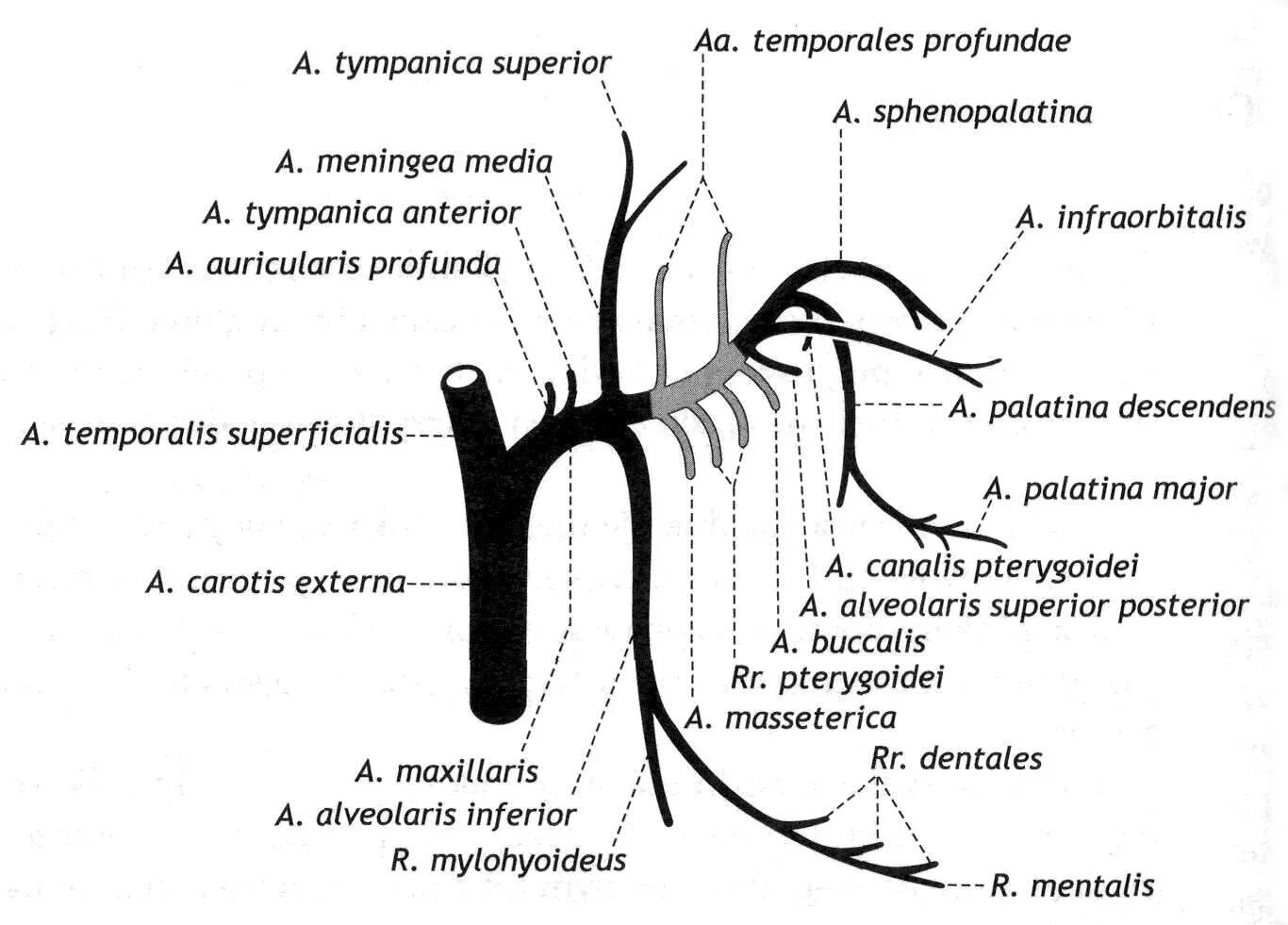 Верхнечелюстная артерия схема. Ветви подключичной артерии схема анатомия. Верхнечелюстная артерия ветви схема. Отделы верхнечелюстной артерии челюстной отдел.