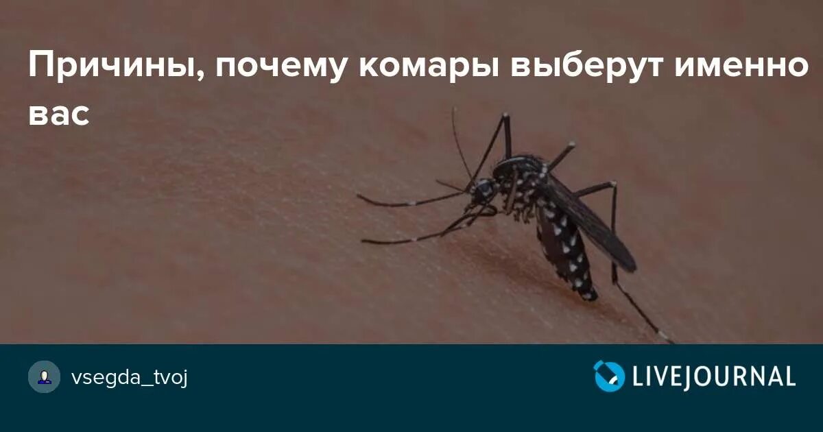 Как видят комары в темноте. Как видят комары. как комар видит человека в темноте.
