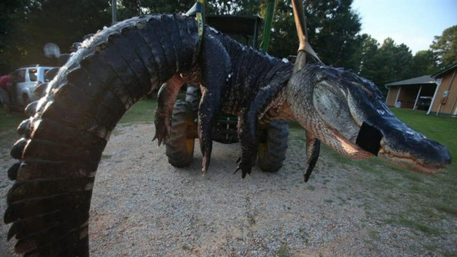 5 метровый. Гребнистый крокодил самый большой. Самый большой Аллигатор в мире. Самый большой крокодил Аллигатор. Самый большой пойманный Аллигатор в мире.