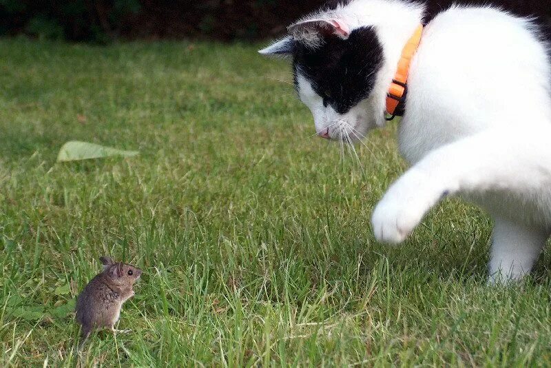 Кошка гонится. Кошка охотится на мышь. Кот охотится за мышью. Котенок охотится. Кошка гонится за мышкой.