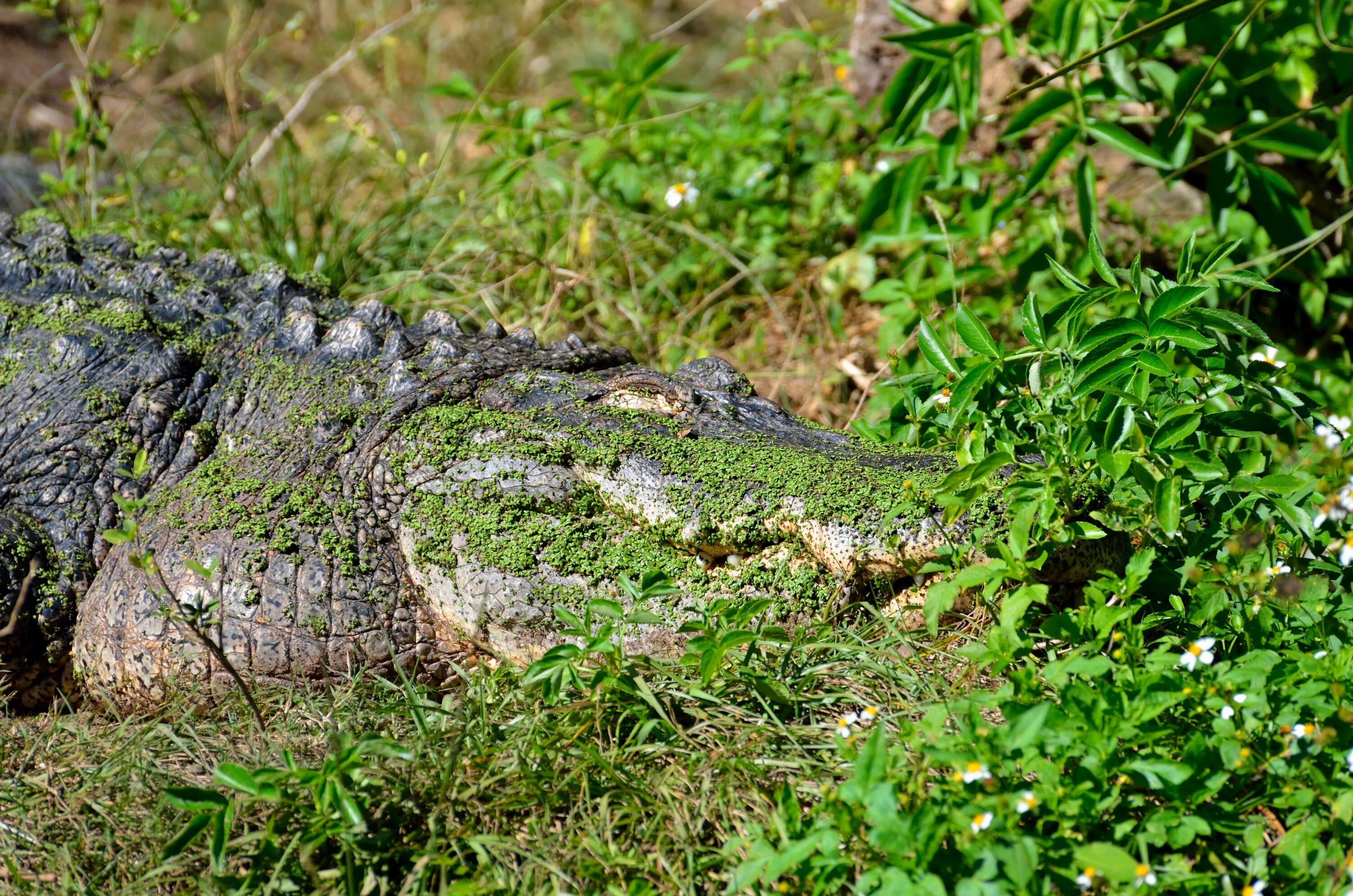 Какой крокодил зеленый. Дикие животные крокодил. Крокодил маскируется. Маскировка крокодила. Зеленый крокодил.