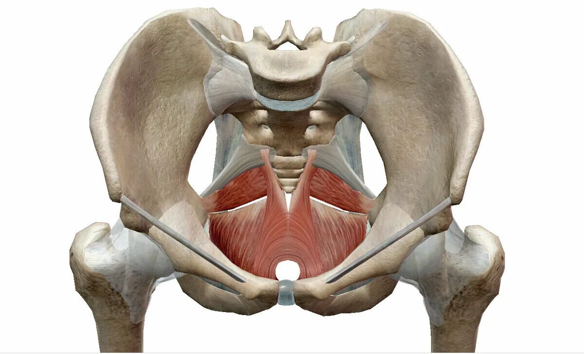 Фасции мочеполовой диафрагмы. Диафрагма таза анатомия. Pelvic Floor. Diaphragma pelvis. Диафрагма малого таза анатомия.