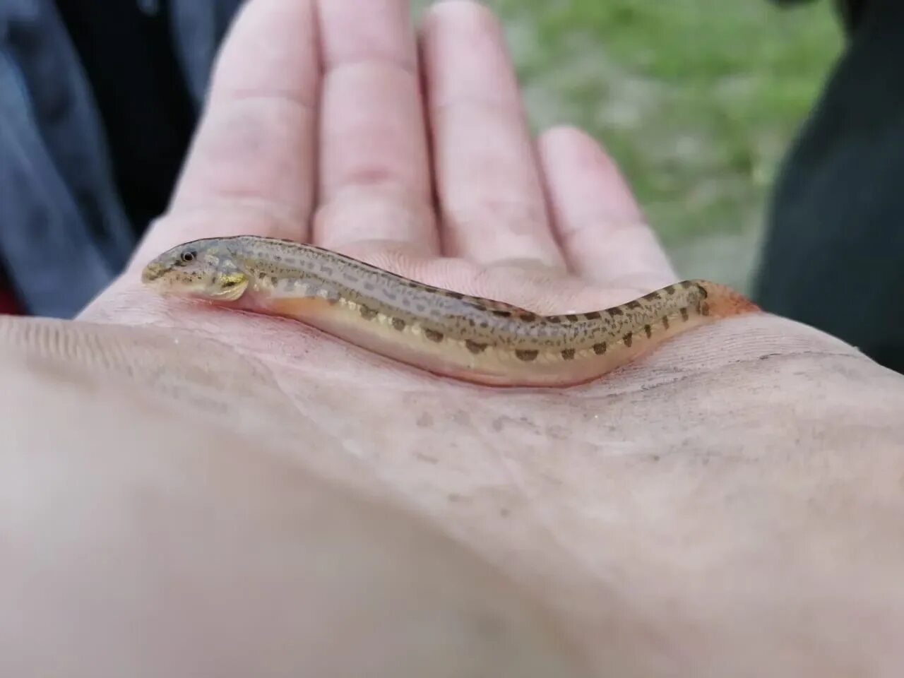 Вьюна угря. Рыба вьюн малек. Морская минога (petromyzon marinus). Вьюн речной малек. Вьюн речной.