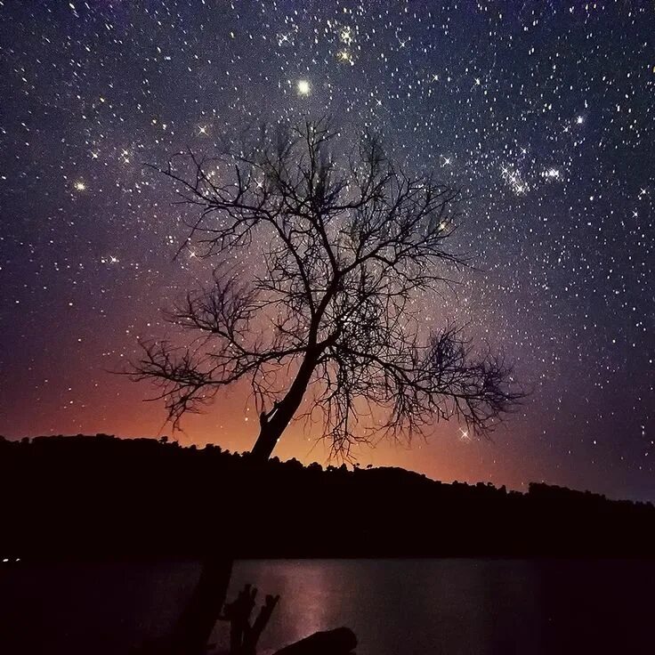 Дерево ночью. Звезда дерево. Ночное небо. Ночное небо с деревьями. Tree star