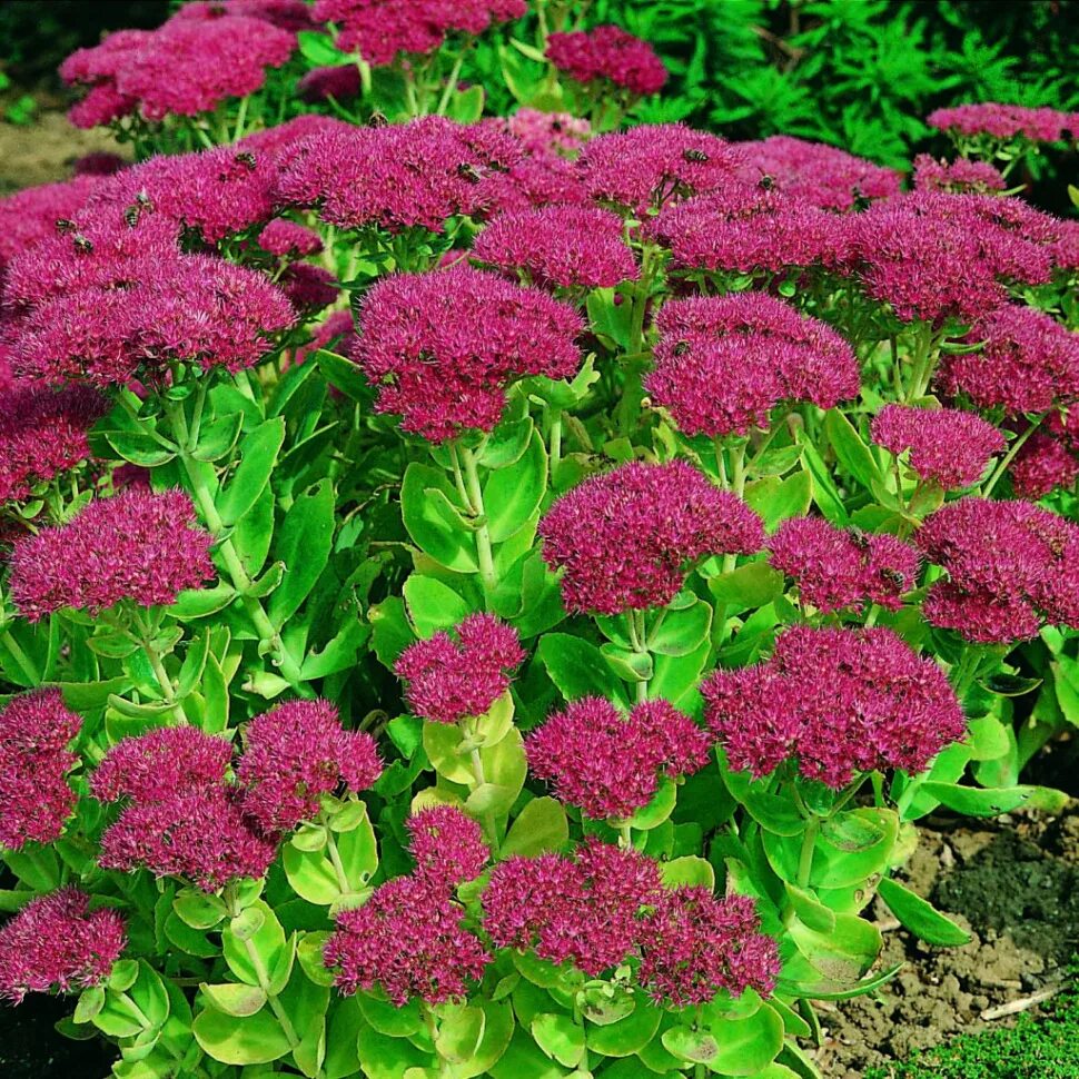 Очиток видный (sedum spectabile `carmen`). Очиток седум. Седум телефиум хербштфройде. Очиток видный 'herbstfreude'. Очиток лидийский.