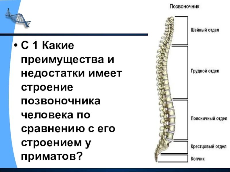 Строение позвоночника. Структура позвоночника. Отделы позвоночника человека таблица. Строение позвоночного столба.