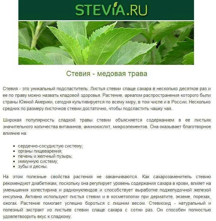 Стевия плюсы и минусы. Стевия растение описание. стевия медовая растение. стевия сахарозаменитель растение. стевия трава полезные.