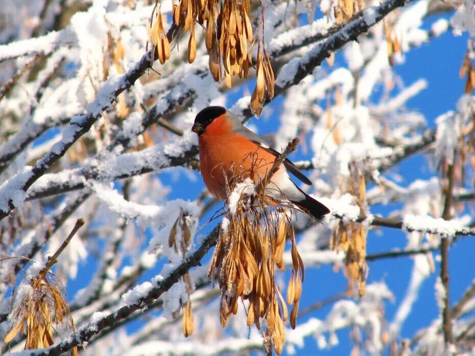 Птицы зимой песни. Зимние птицы. Снегири зимой. Птицы в зимнем лесу. Живая природа зимой.