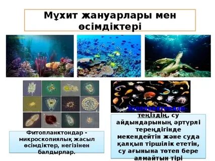 Латина әйелдің соратын мүшесінің фотосы