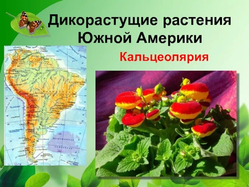 Виды растений в южной америке. Цветы Южной Америки. Мир растений Южной Америки. Растительность Южной Америки. Ростенияюжной Америки.