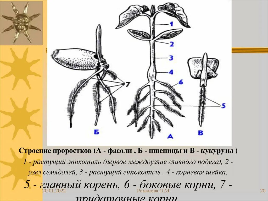 Строение корня проростка фасоли