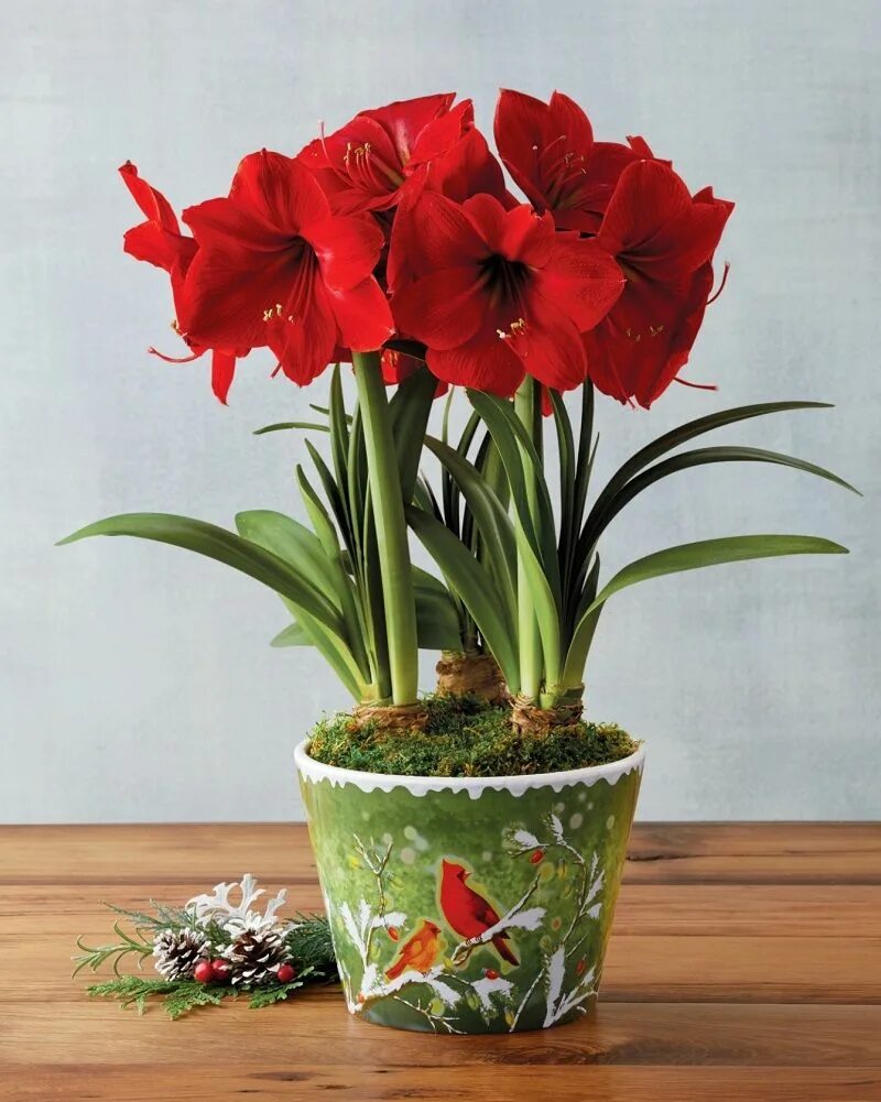 How to Grow and Care For Amaryllis Amaryllis bulbs, Amaryllis flowers, Winter fl