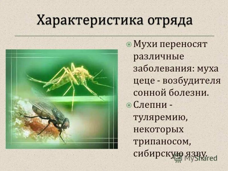 Разнообразие насекомых в природе. Многообразие насекомых в природе. Представители класса насекомые. Разнообразие насекомых. Полезные животные и насекомые для человека.