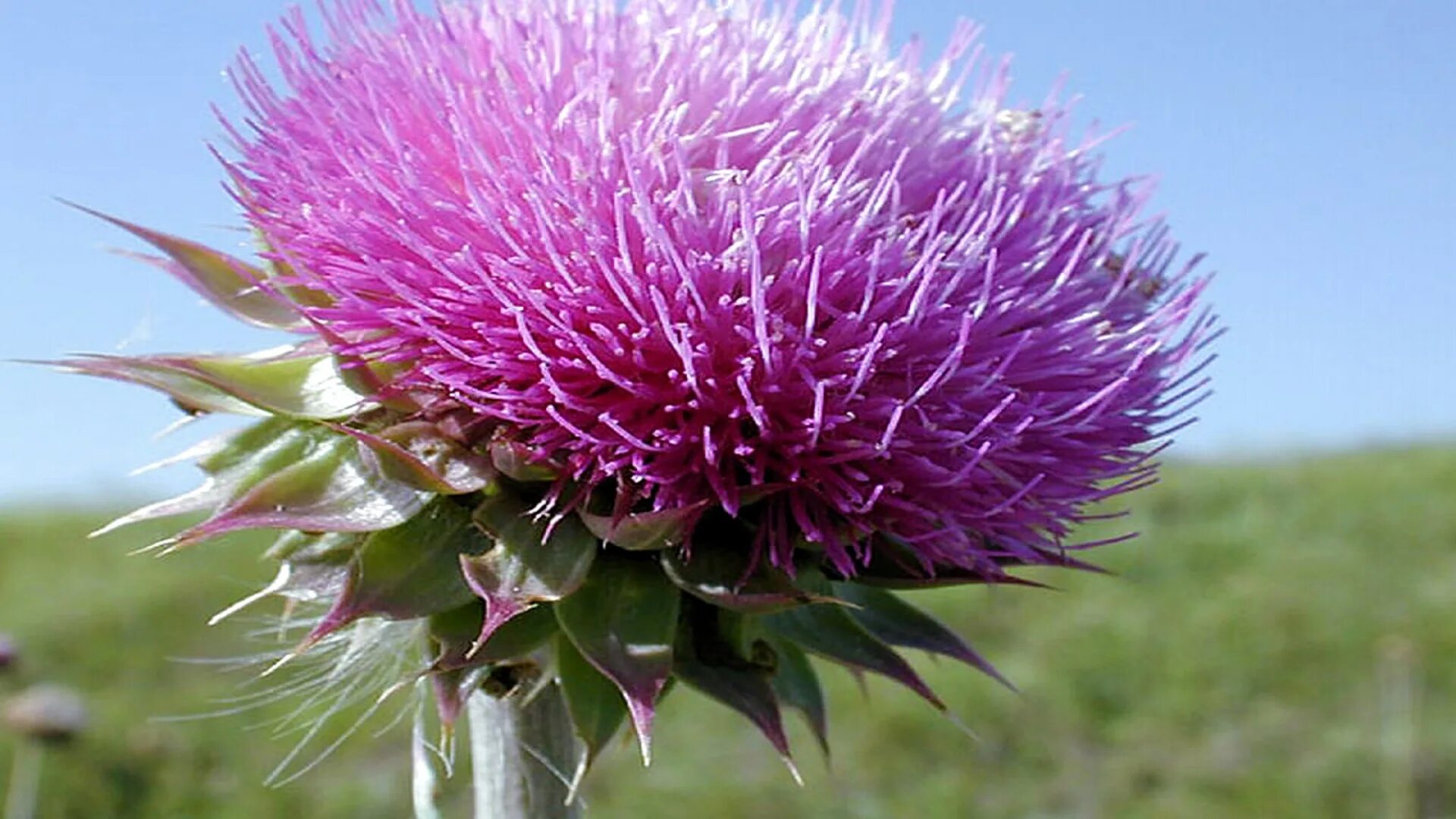 A thistle is the symbol of. Чертополох шотландия. чертополох символ шотландии. thistle символ шотландии. цветок чертополоха символ шотландии.