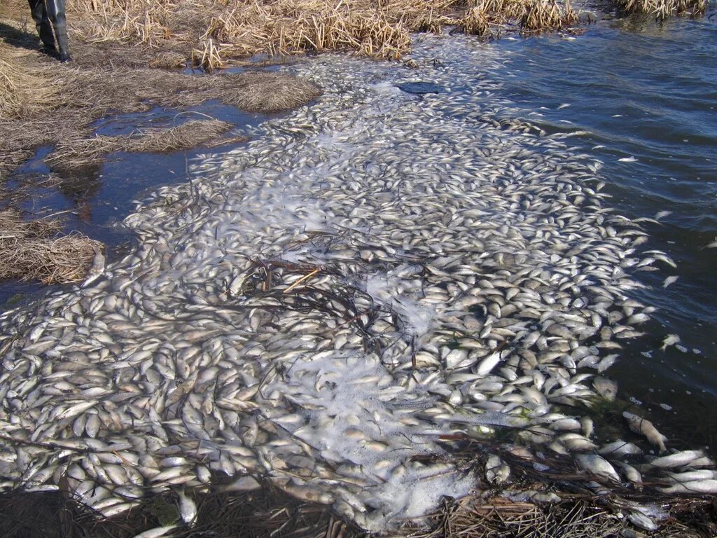 Рыбинское водохранилище замор. Замор. Мор рыбы. Летние заморы.