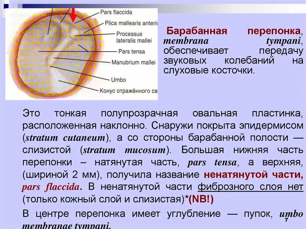 Структура барабанной перепонки. Слои барабанной перепонки. Барабанная перепонка строение. Название структуры барабанной перепонки.