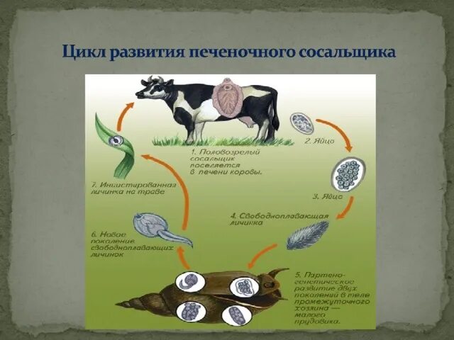 Цепь развития печеночного сосальщика. Цикл развития печеночного сосальщика. Цикл развития печеночного сосальщика схема. Цикл развития плоских червей. Цикл развития червей сосальщиков