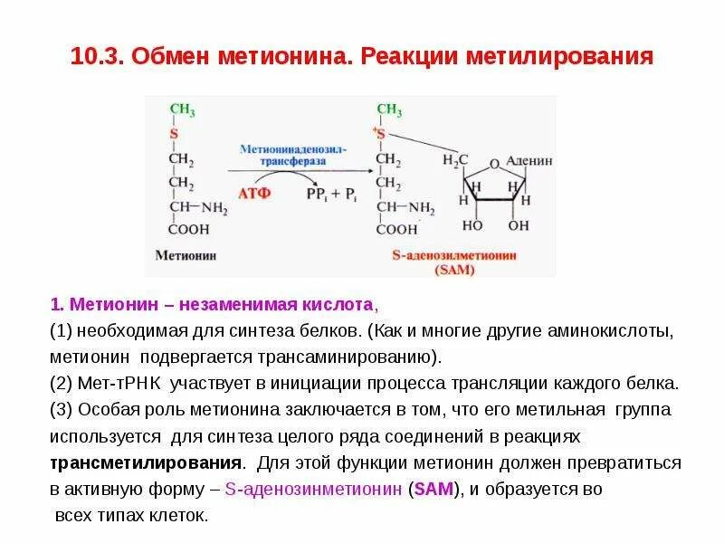 Участие s аденозилметионина в реакциях трансметилирования. Обмен метионина и реакции трансметилирования. Реакция образования активной формы метионина. Активация аминокислоты метионин. Реакции синтеза цистеина из метионина.