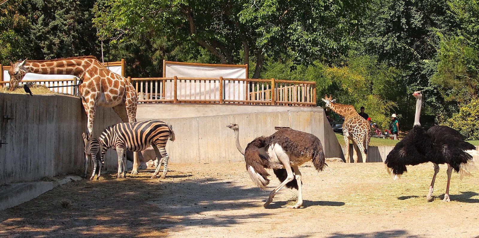 Zoo animals videos. Зоопарк Анталии. Ягуар зоопарк Московский зоопарк. Зоопарк в Стамбуле. Беловежская пуща зоопарк.