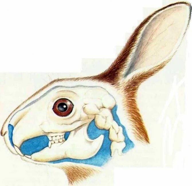 Наружное основание черепа яремное отверстие. Элленбергер анатомия черепа кролика. Череп зайца строение кости. Сколько отверстий в черепе кролика. Анатомия нижней челюсти кролика.