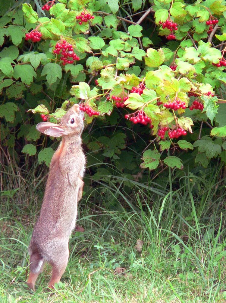 чем питается заяц летом. заяц. питание зайца. заяц ест кору. чем питается заяц зимой.
