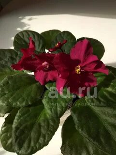 Названия красных фиалок