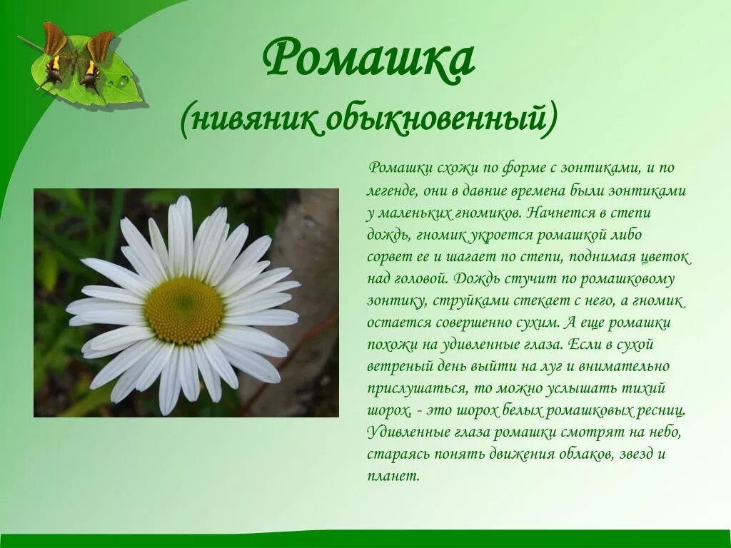 Текст описание про ромашку в научном стиле. Рассказать о ромашке. Описание ромашки. Доклад про ромашку. Краткие сведения о ромашке.