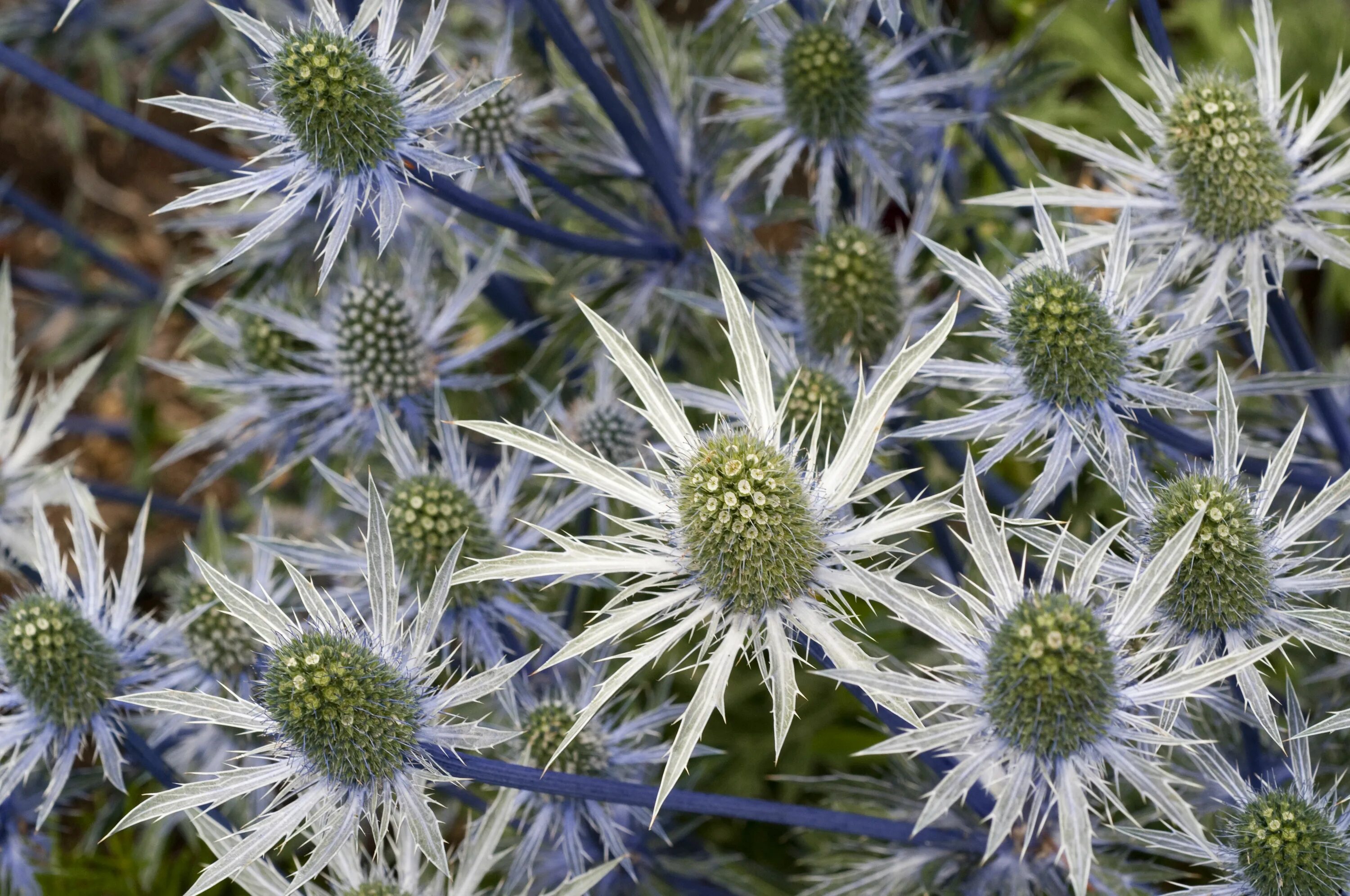 Синеголовник сильвер. Sea holly. Синеголовник альпийский. Синеголовник плосколистный eryngium planum. Эрингиум биг блю.