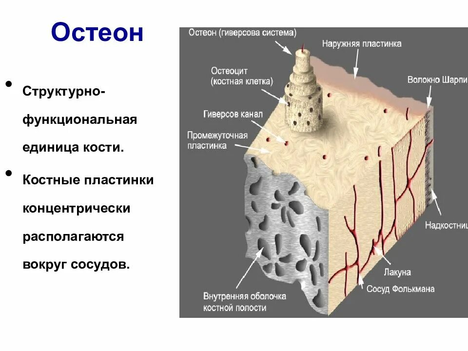 Остеон структурная единица костной ткани. Костная ткань Остеон. Строение костей Остеон. Структурно-функциональная единица кости Остеон. Остеон ткань