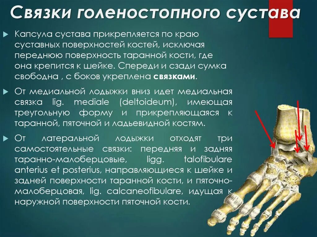 Связочный аппарат стопы. Капсульная связка голеностопного сустава. Подтаранный сустав анатомия строение и функции. Связочный аппарат голеностопного сустава. Суставная капсула голеностопного сустава.