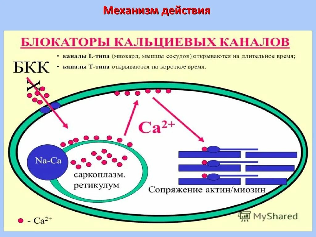 Бета блокаторы блокаторы кальциевых. Механизм действия бета адреноблокаторов схема. Бета блокаторы механизм действия. Антиангинальный препараты механизм действия. Бета блокаторы механизм действия фармакология.