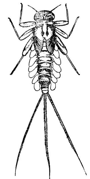 Личинка стрекозы буквы. Heptageniidae личинки. Coenagrionidae личинка. Ephemeroptera личинки. Опарыш рисунок.