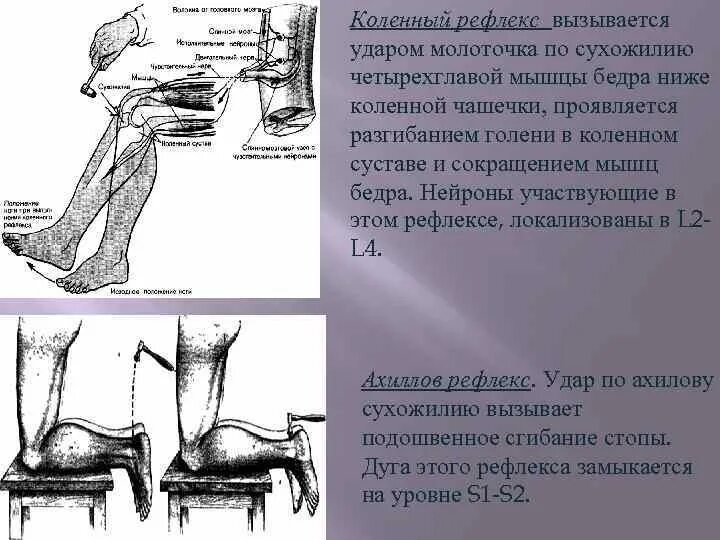 Сгибание стопы Ахиллов рефлекс. Коленный рефлекс мышцы. Коленный сухожильный рефлекс. Молоточком по сухожилию четырехглавой мышцы.