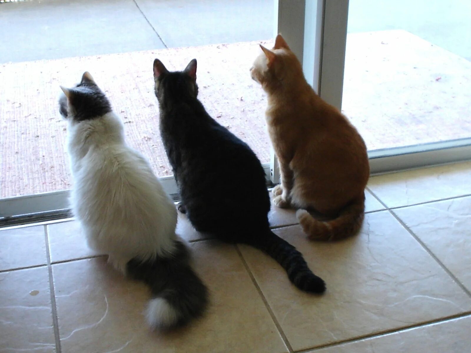 Кошка 1. Черный белый и рыжий кот. Черный рыжий и белый коты. Бело рыже черный котенок. Три котика чёрный белый и рыжий.