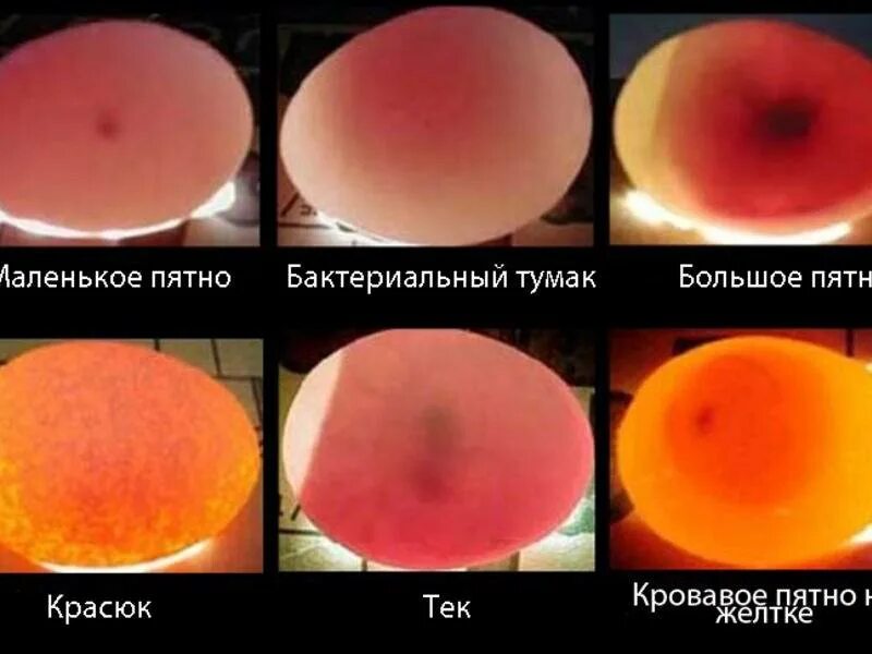 Как проверить яйцо перед закладкой в инкубатор. Инкубация куриных яиц овоскопирование. неоплодотворные яйцо овоскопирование. овоскопирование куриных яиц по дням в инкубаторе. инкубация перепелов овоскопирование.