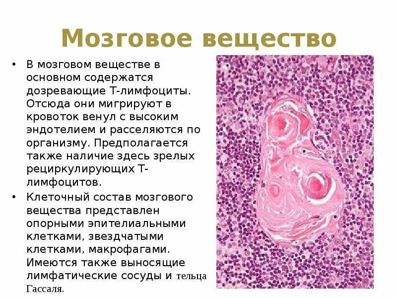 Высокий эндотелий
