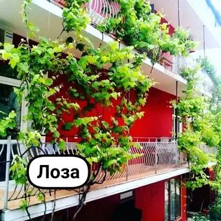 Ул лоза
