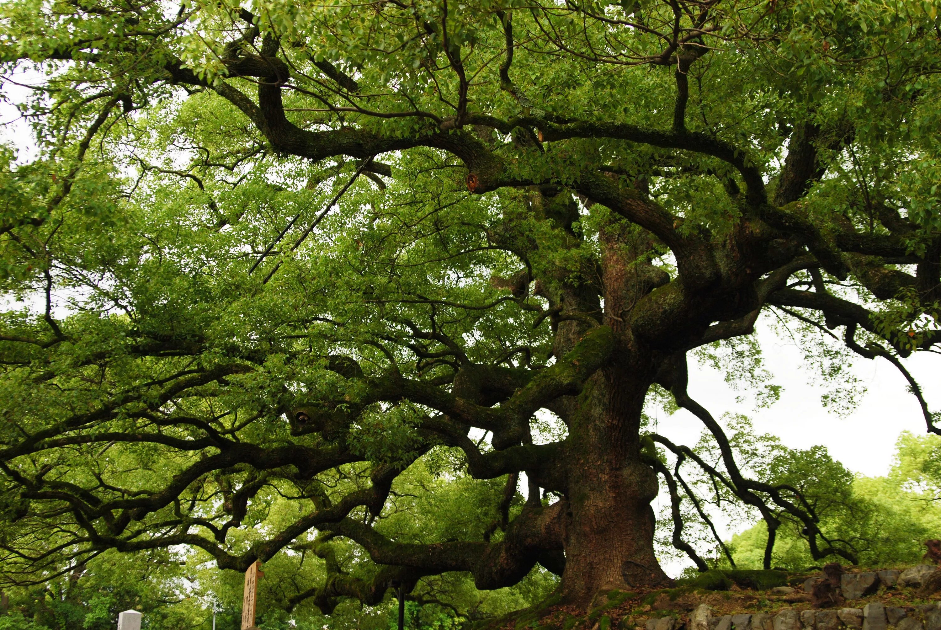 Редкое дерево растущее. Дерево лес Арбол де Тул. Редкие деревья. Дерево омбу. Деревья 16:9.