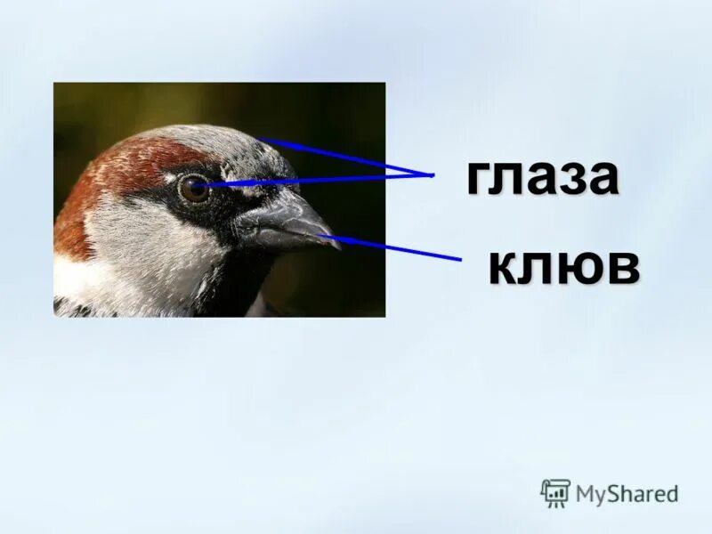 маска чумного доктора 17 века. маска чумного доктора средневековая. зажим для шейного платка. шапка пингвина для ребенка. маска чумного доктора.