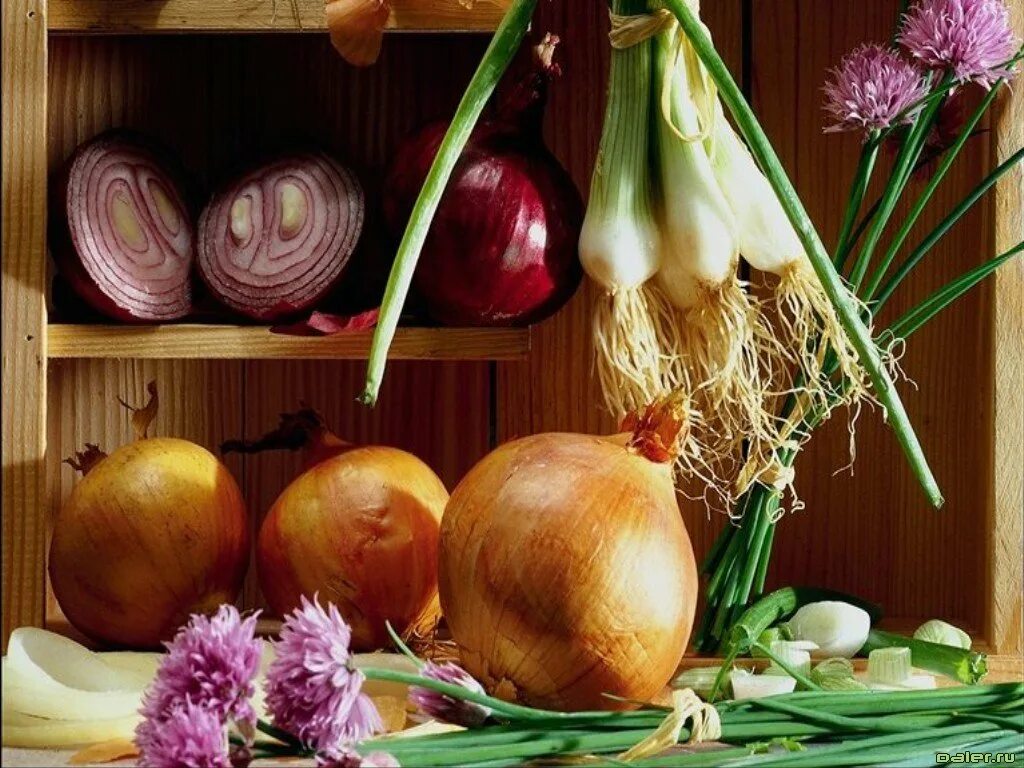 Onion vegetables. Луковые овощи. Луковица красивая. Лук чеснок. Красивый лук овощ.