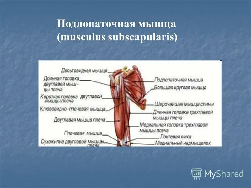 Подлопаточная мышца плеча. Подлопаточная мышца начинается. Прикрепление подлопаточной мышцы. Функция подлопаточной мышцы. Прикрепление сухожилия подлопаточной мышцы.