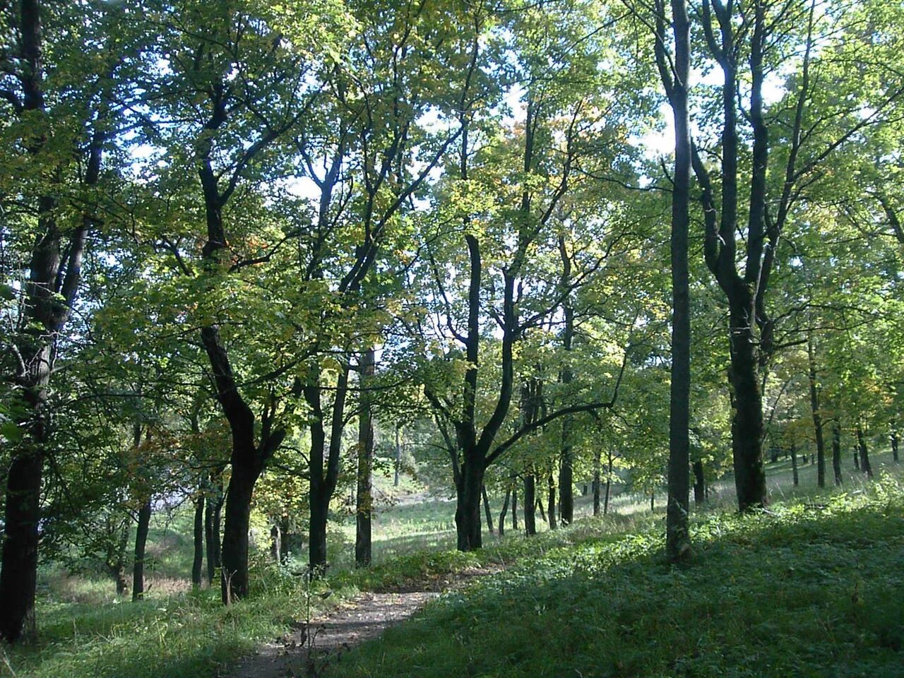 Парк красное село. Красное село Ленинградская область. Красносельский парк. Ландшафт красного села.