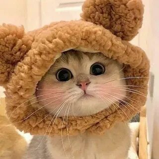 Kittygo